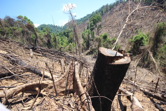 Buông lỏng quản lý, cả trăm ha rừng ở Quảng Nam bị tàn phá ảnh 7