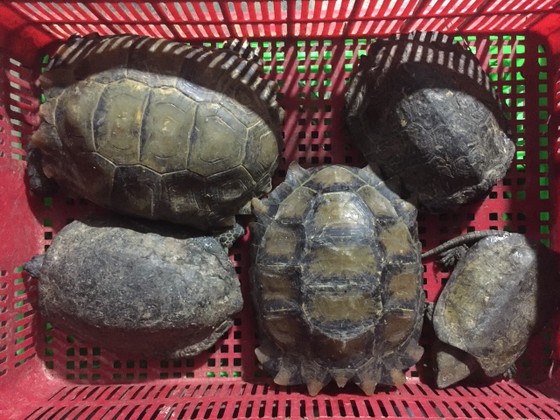Quảng Nam: Bắt giữ vụ buôn bán trái phép 126 cá thể động vật hoang dã quý hiếm ảnh 1