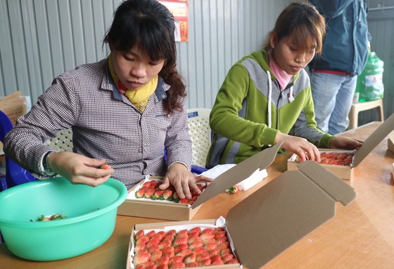 Nông dân Đà Lạt làm giàu nhờ trồng dâu tây "treo" ảnh 10
