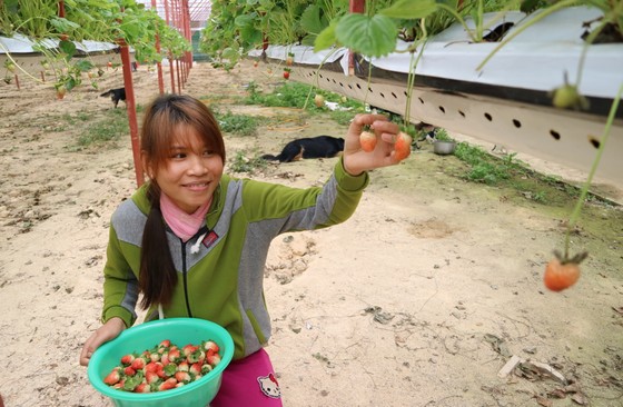 Nông dân Đà Lạt làm giàu nhờ trồng dâu tây "treo" ảnh 8