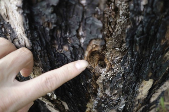 Hàng trăm cây thông 30 năm tuổi bị “tiêm” thuốc độc ảnh 2
