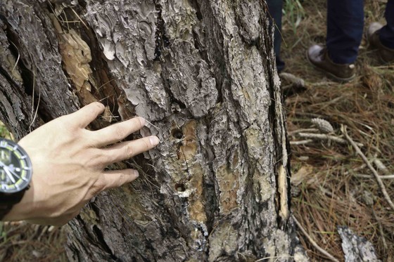 Hàng trăm cây thông 30 năm tuổi bị “tiêm” thuốc độc ảnh 3