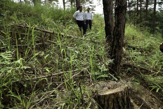 Hàng trăm cây thông 30 năm tuổi bị “tiêm” thuốc độc ảnh 6