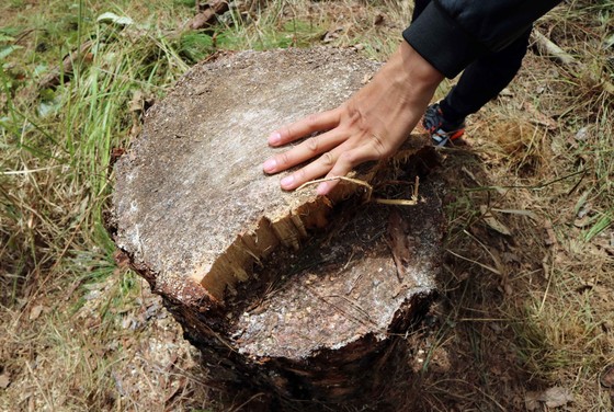 Phá rừng thông hơn 40 năm tuổi để lấy đất bán ảnh 6
