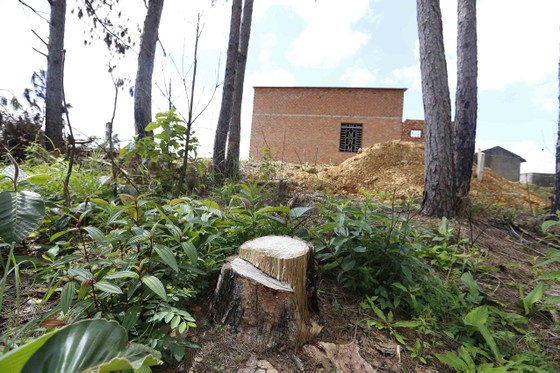 Điều tra, xử lý vụ phá rừng lấn đất xây nhà, trồng cà phê ảnh 5
