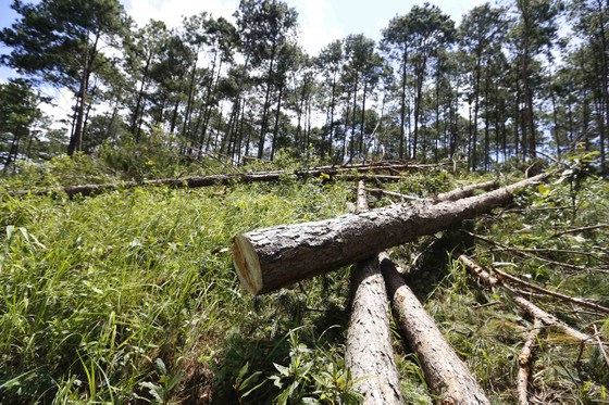 Điều tra, xử lý vụ phá rừng lấn đất xây nhà, trồng cà phê ảnh 1