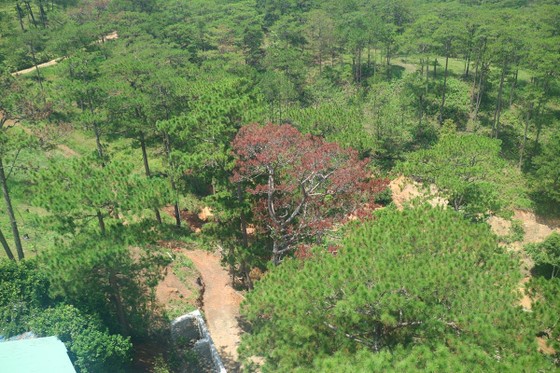Hàng loạt cây thông ở Đà Lạt bị 'bức tử' trong khu dân cư ảnh 10