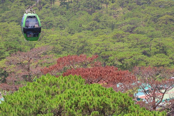 Hàng loạt cây thông ở Đà Lạt bị 'bức tử' trong khu dân cư ảnh 14