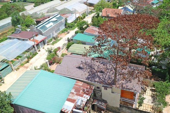 Hàng loạt cây thông ở Đà Lạt bị 'bức tử' trong khu dân cư ảnh 2