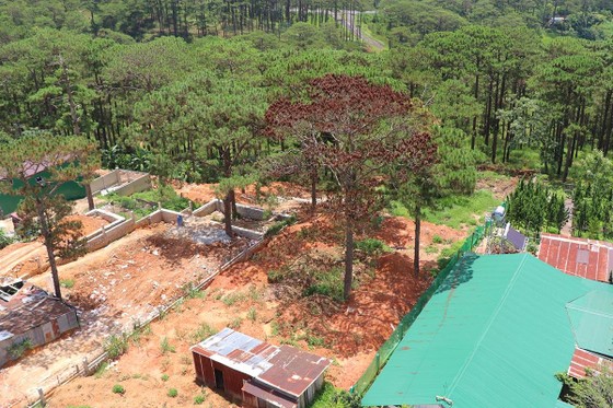 Hàng loạt cây thông ở Đà Lạt bị 'bức tử' trong khu dân cư ảnh 6