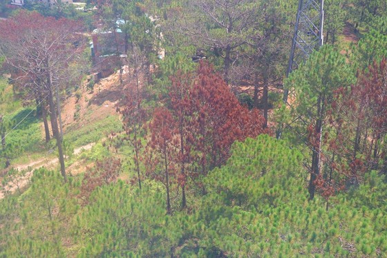 Hàng loạt cây thông ở Đà Lạt bị 'bức tử' trong khu dân cư ảnh 8