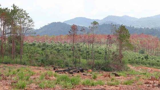 Khởi tố vụ án, bắt giam 3 đối tượng phá rừng quy mô lớn tại Lâm Đồng ảnh 1