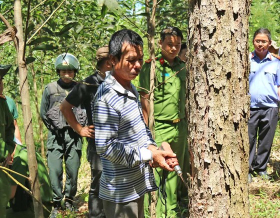 Khởi tố đối tượng chủ mưu phá 10ha rừng thông tại Lâm Đồng ảnh 3
