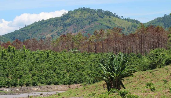 Khởi tố đối tượng chủ mưu phá 10ha rừng thông tại Lâm Đồng ảnh 8
