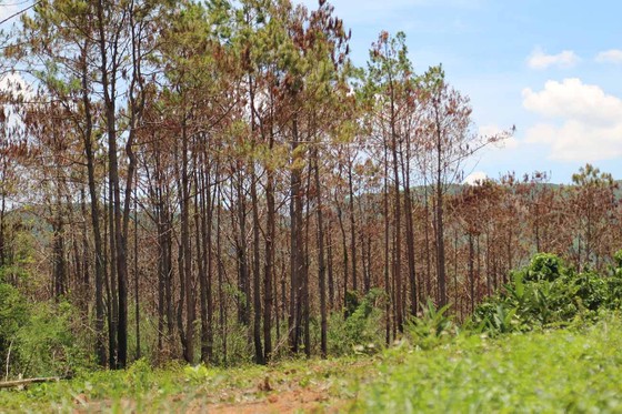 Khởi tố đối tượng chủ mưu phá 10ha rừng thông tại Lâm Đồng ảnh 7