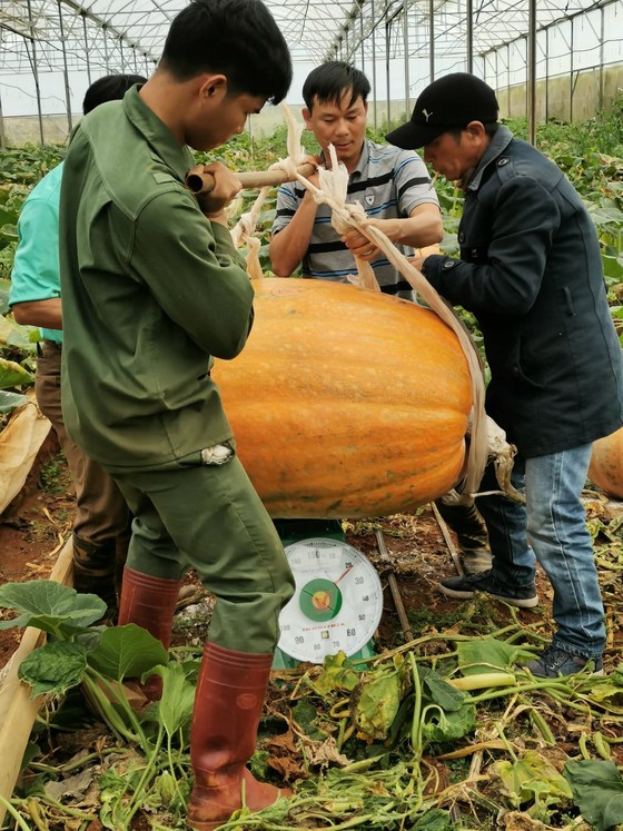 Quả bí ngô 'khổng lồ' nặng hơn 120kg ở Đà Lạt ảnh 1