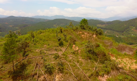 UBND tỉnh Lâm Đồng chỉ đạo điều tra vụ “cạo trọc” rừng thông lấy đất sản xuất ảnh 2