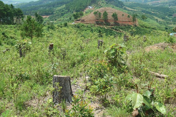 Rừng thông tại Lâm Đồng tiếp tục bị 'cạo trọc' ảnh 8