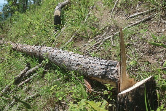 Rừng thông tại Lâm Đồng tiếp tục bị 'cạo trọc' ảnh 3
