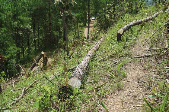 Rừng thông tại Lâm Đồng tiếp tục bị 'cạo trọc' ảnh 4