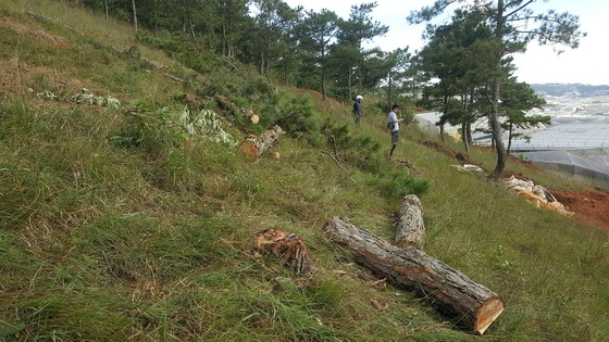 Thuê người cưa thông, lấn hơn 1.200m² đất rừng ở Đà Lạt ảnh 1