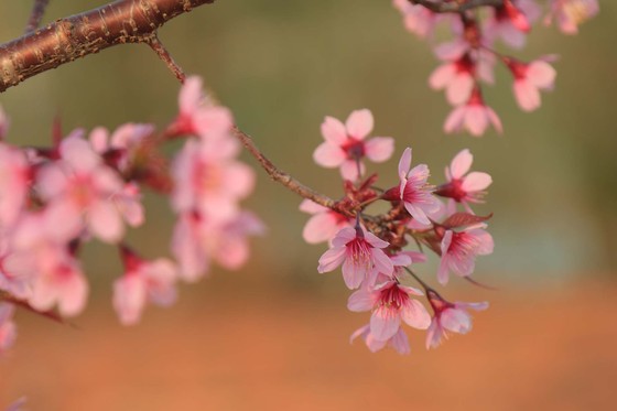 Du khách ngất ngây với mai anh đào đang nở rộ ở Đà Lạt ảnh 14