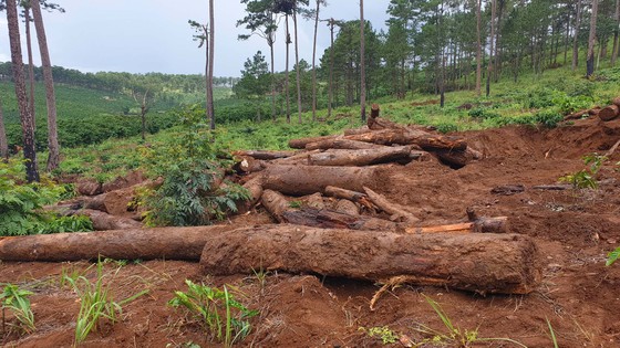 Lâm Đồng: Liên tục phát hiện gỗ thông bị chôn dưới vườn cà phê ảnh 2