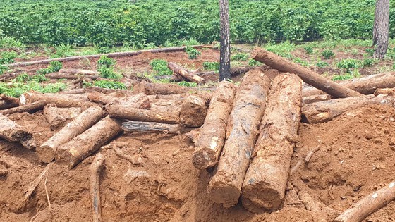 Lâm Đồng: Liên tục phát hiện gỗ thông bị chôn dưới vườn cà phê ảnh 1