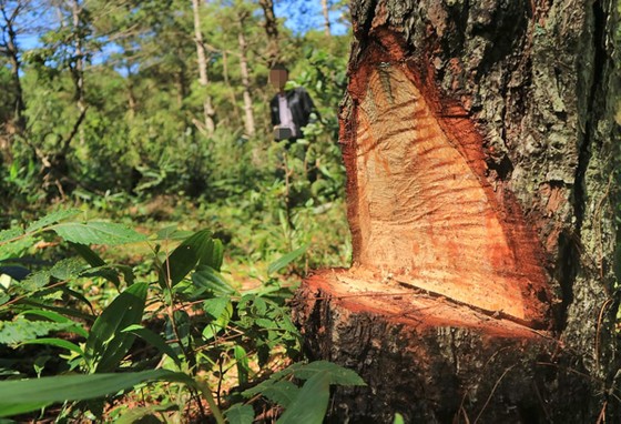 Điều tra vụ 'đầu độc' rừng thông dưới chân núi Langbiang ảnh 1