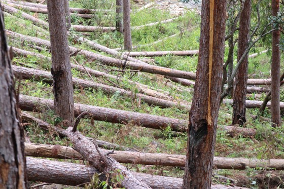 Rừng thông tại Lâm Đồng tiếp tục bị đốn hạ hàng loạt ảnh 3