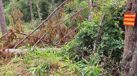 Khẩn trương điều tra vụ cưa hạ hàng loạt rừng thông cổ thụ ở Lâm Đồng ảnh 2