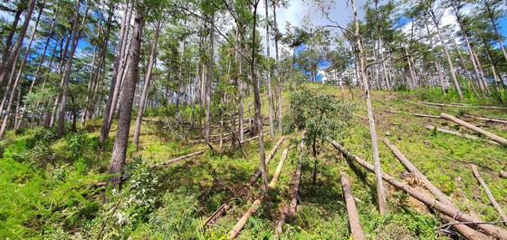 Khẩn trương điều tra vụ cưa hạ hàng loạt rừng thông cổ thụ ở Lâm Đồng ảnh 3
