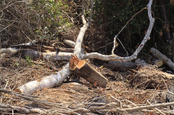 Điều tra vụ phá 3.600m² rừng phòng hộ tại Đà Lạt ảnh 3