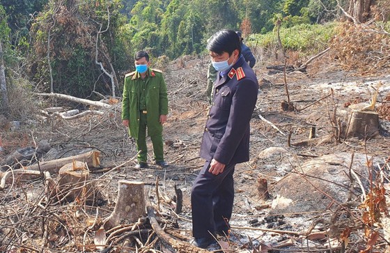 Điều tra vụ phá 3.600m² rừng phòng hộ tại Đà Lạt ảnh 1