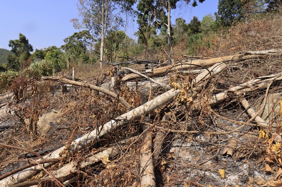 Điều tra vụ phá 3.600m² rừng phòng hộ tại Đà Lạt ảnh 2
