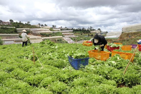 Mỗi ngày Lâm Đồng xuất 4.000 tấn rau, củ đi TPHCM ảnh 1