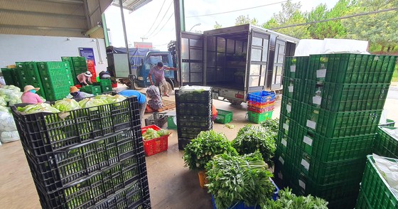 Mỗi ngày Lâm Đồng xuất 4.000 tấn rau, củ đi TPHCM ảnh 3