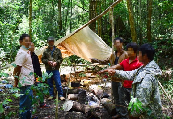Khởi tố 14 đối tượng phá rừng ở Lâm Đồng ảnh 2