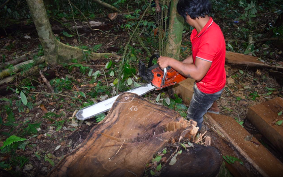 Khởi tố 14 đối tượng phá rừng ở Lâm Đồng ảnh 1