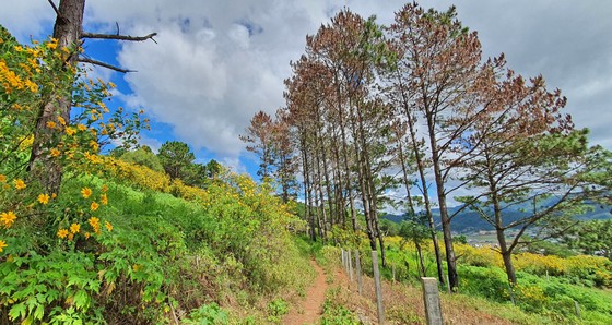 Rừng thông Lâm Đồng tiếp tục bị hủy hoại ảnh 3
