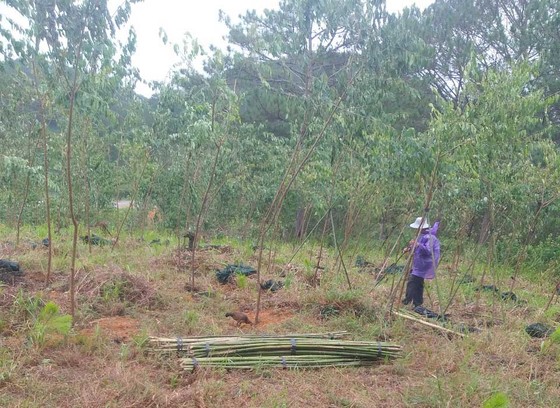 Đà Lạt: Bắt quả tang nhóm người trồng 200 cây mai anh đào lấn chiếm đất rừng ảnh 1
