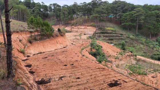 Phó Thủ tướng Lê Văn Thành yêu cầu xử lý nghiêm tình trạng phá rừng, lấn chiếm đất rừng tại Lâm Đồng ảnh 2