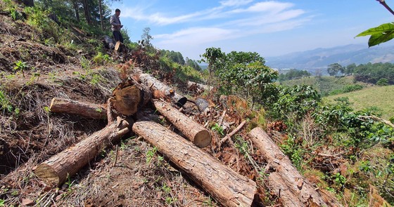 Phó Thủ tướng Lê Văn Thành yêu cầu xử lý nghiêm tình trạng phá rừng, lấn chiếm đất rừng tại Lâm Đồng ảnh 4