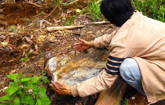 Hiện trường ngổn ngang gỗ trong vụ phá rừng quy mô lớn tại Lâm Đồng ảnh 2