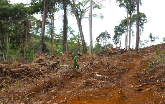 Bắt giam đối tượng chủ mưu phá rừng quy mô lớn tại Lâm Đồng ảnh 2