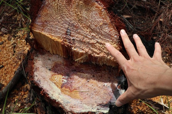 Đà Lạt: Hàng trăm cây thông bị cưa hạ nằm la liệt ảnh 5