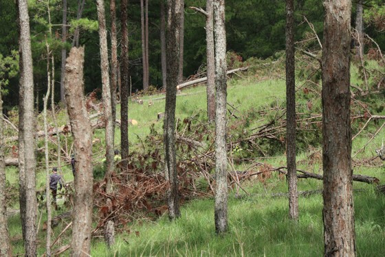 Đà Lạt: Hàng trăm cây thông bị cưa hạ nằm la liệt ảnh 7