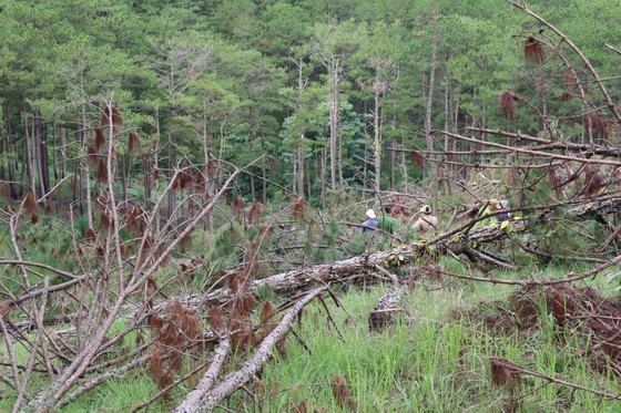 Đà Lạt: Hàng trăm cây thông bị cưa hạ nằm la liệt ảnh 9