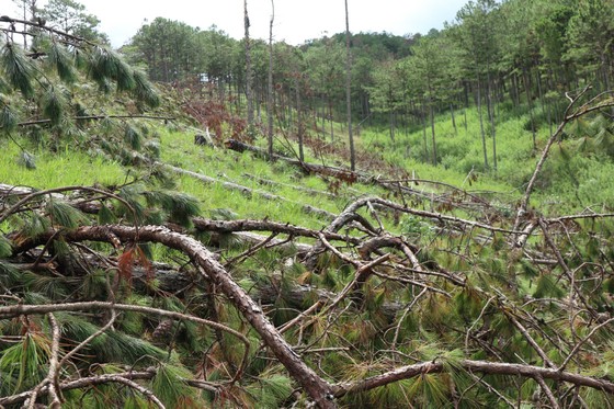 Đà Lạt: Hàng trăm cây thông bị cưa hạ nằm la liệt ảnh 12