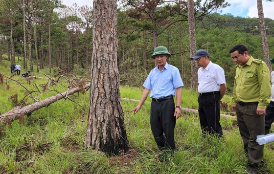 Chủ tịch UBND tỉnh Lâm Đồng yêu cầu lập chuyên án điều tra vụ cưa hàng trăm cây thông ở Đà Lạt ảnh 1
